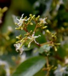 Live Plant Image