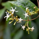 Live Plant Image