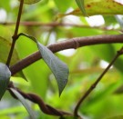 Live Plant Image