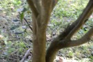 Live Plant Image
