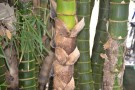 Live Plant Image