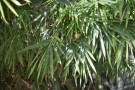 Live Plant Image
