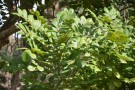 Live Plant Image
