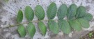 Live Plant Image