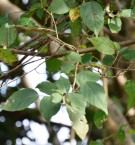 Live Plant Image