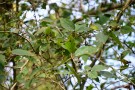 Live Plant Image