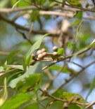 Live Plant Image