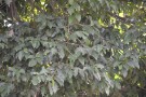 Live Plant Image