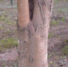 Live Plant Image
