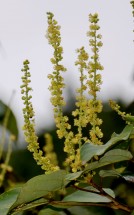 Live Plant Image