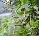 Live Plant Image
