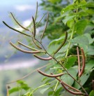 Live Plant Image