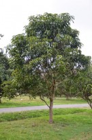 Live Plant Image