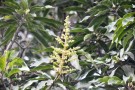 Live Plant Image