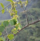 Live Plant Image