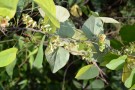 Live Plant Image