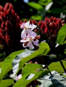 Live Plant Image