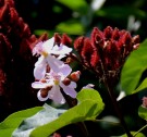 Live Plant Image