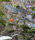 Live Plant Image