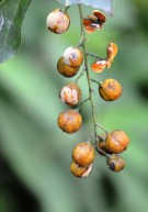 Live Plant Image
