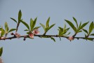 Live Plant Image