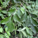 Live Plant Image