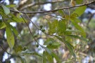 Live Plant Image