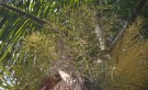 Live Plant Image