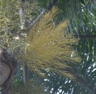 Live Plant Image