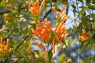 Live Plant Image