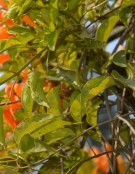 Live Plant Image