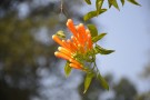 Live Plant Image
