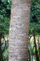 Live Plant Image