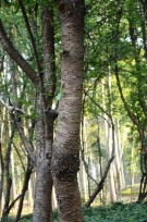 Live Plant Image