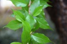 Live Plant Image