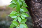 Live Plant Image