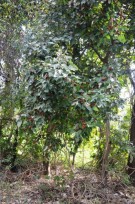 Live Plant Image