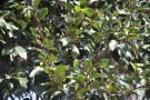 Live Plant Image