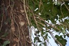 Live Plant Image