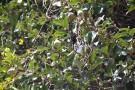 Live Plant Image