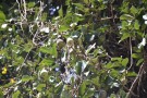 Live Plant Image