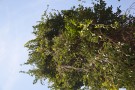 Live Plant Image
