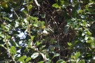 Live Plant Image