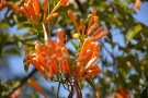 Live Plant Image