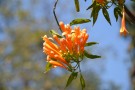 Live Plant Image