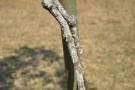 Live Plant Image