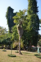 Live Plant Image