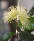 Live Plant Image