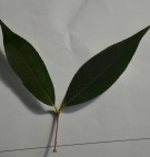 Live Plant Image