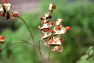 Live Plant Image